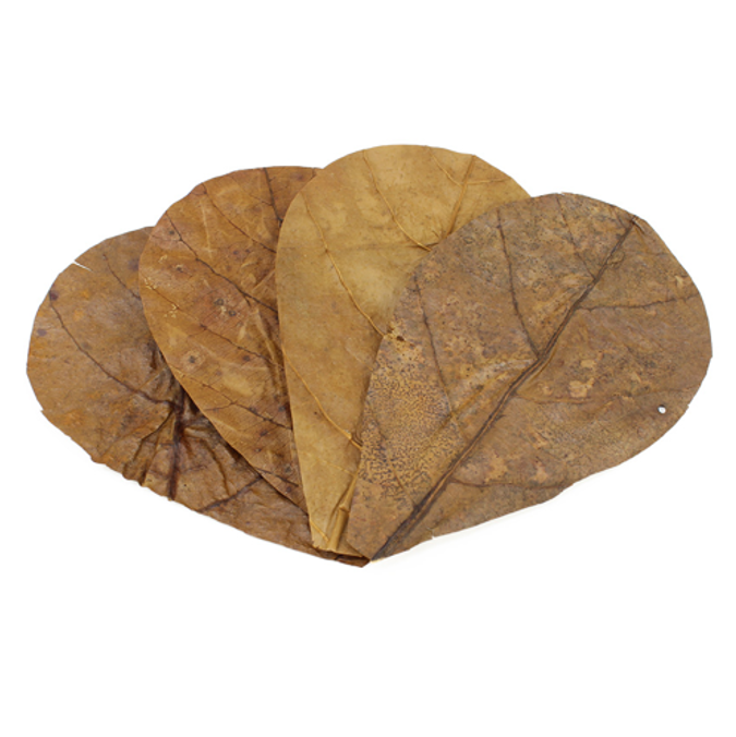 Catappa Leaves