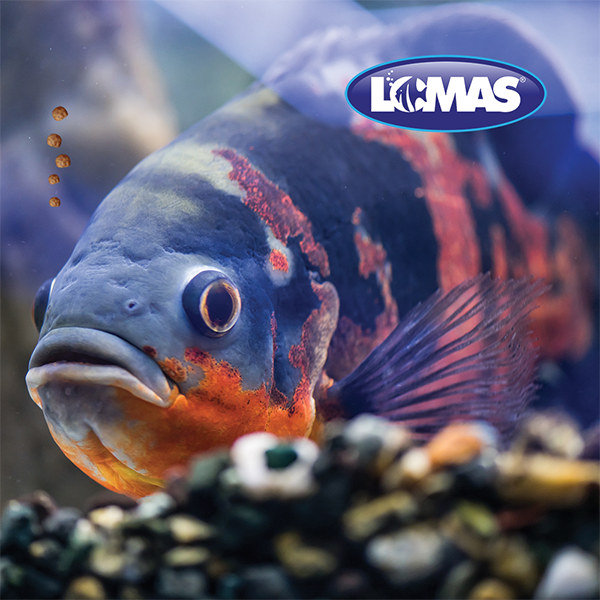 Alimento Cichlid Medium