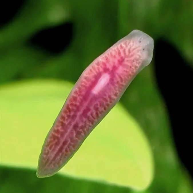 Trampa Para Planarias 2 en 1 ISTA