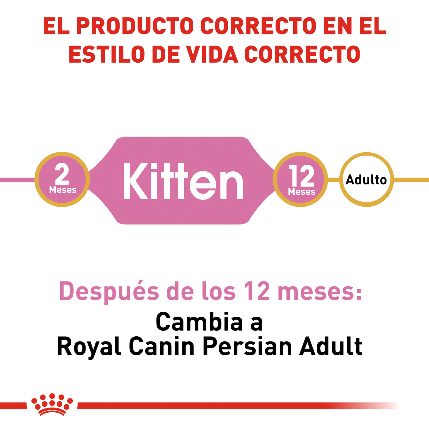 Persian Kitten 1.3 kg