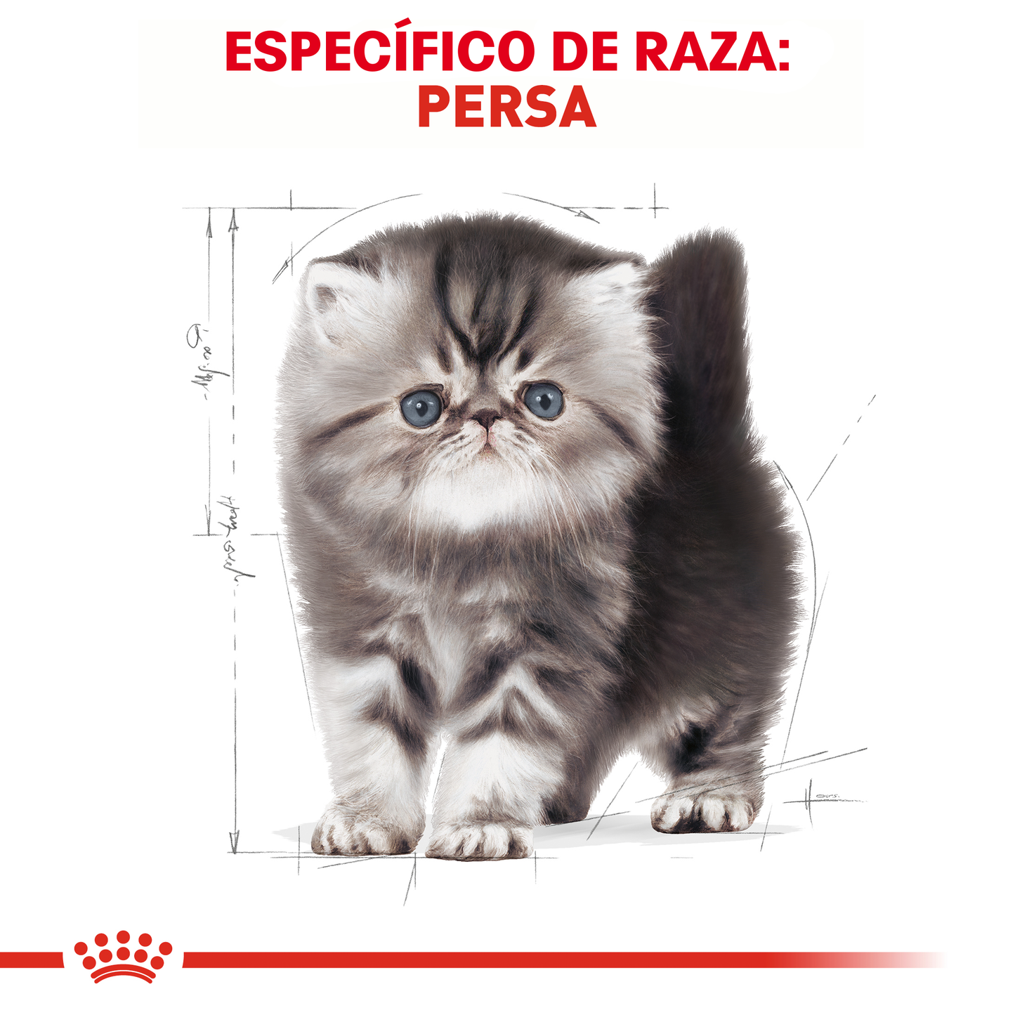 Persian Kitten 1.3 kg