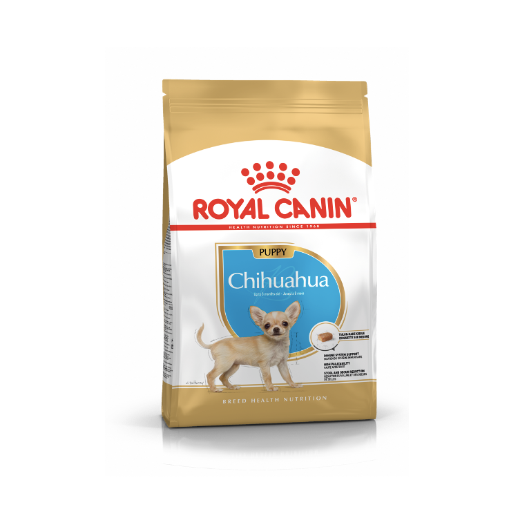 Chihuahua Puppy 1.1 kg