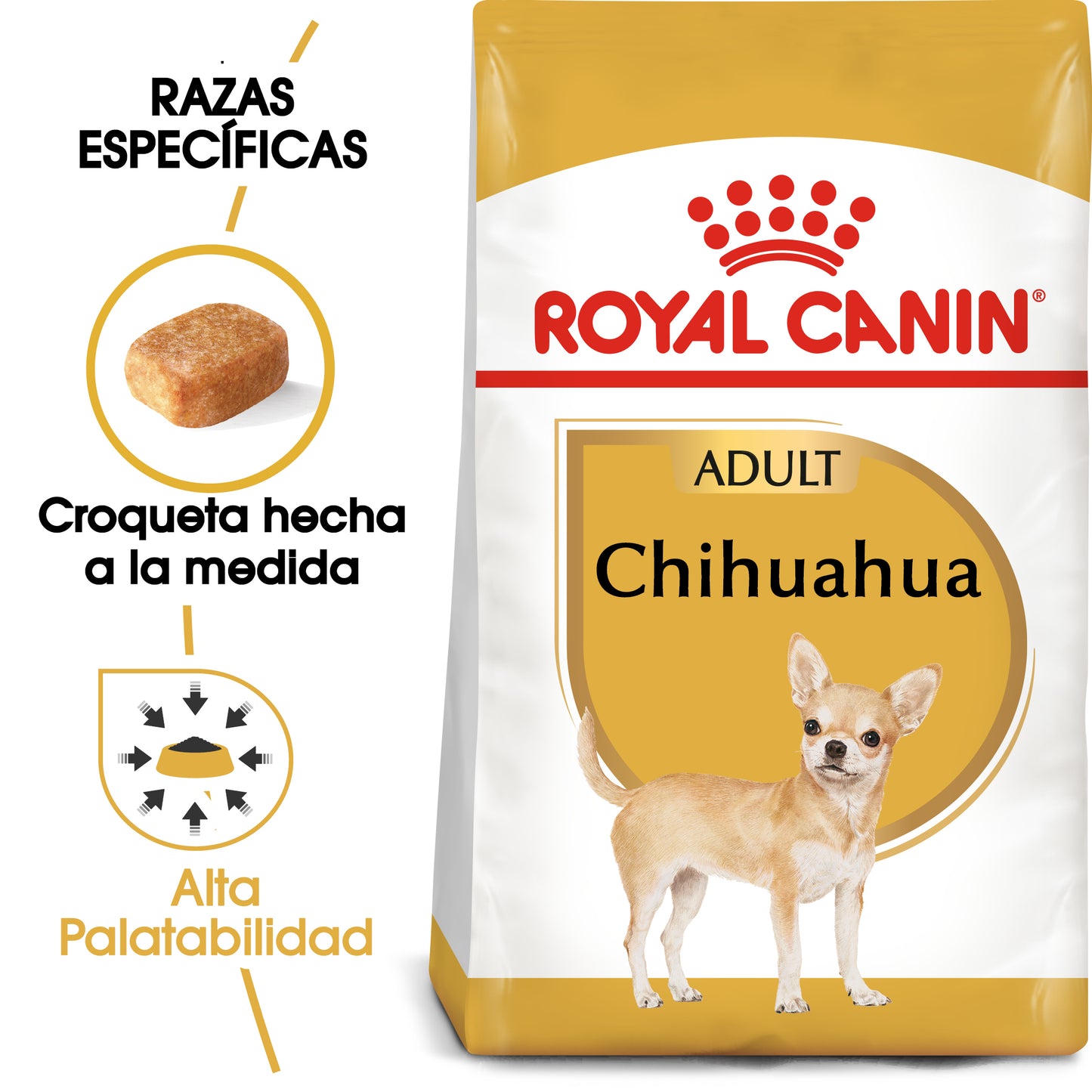 Chihuahua Adult
