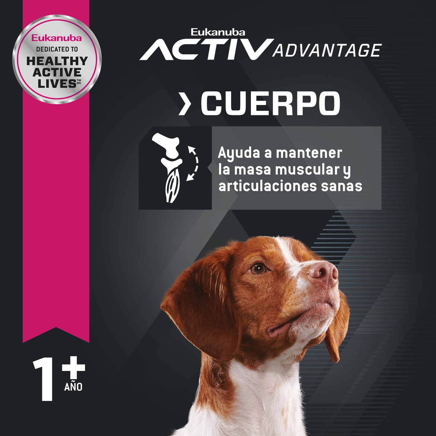 Adult Medium Breed
