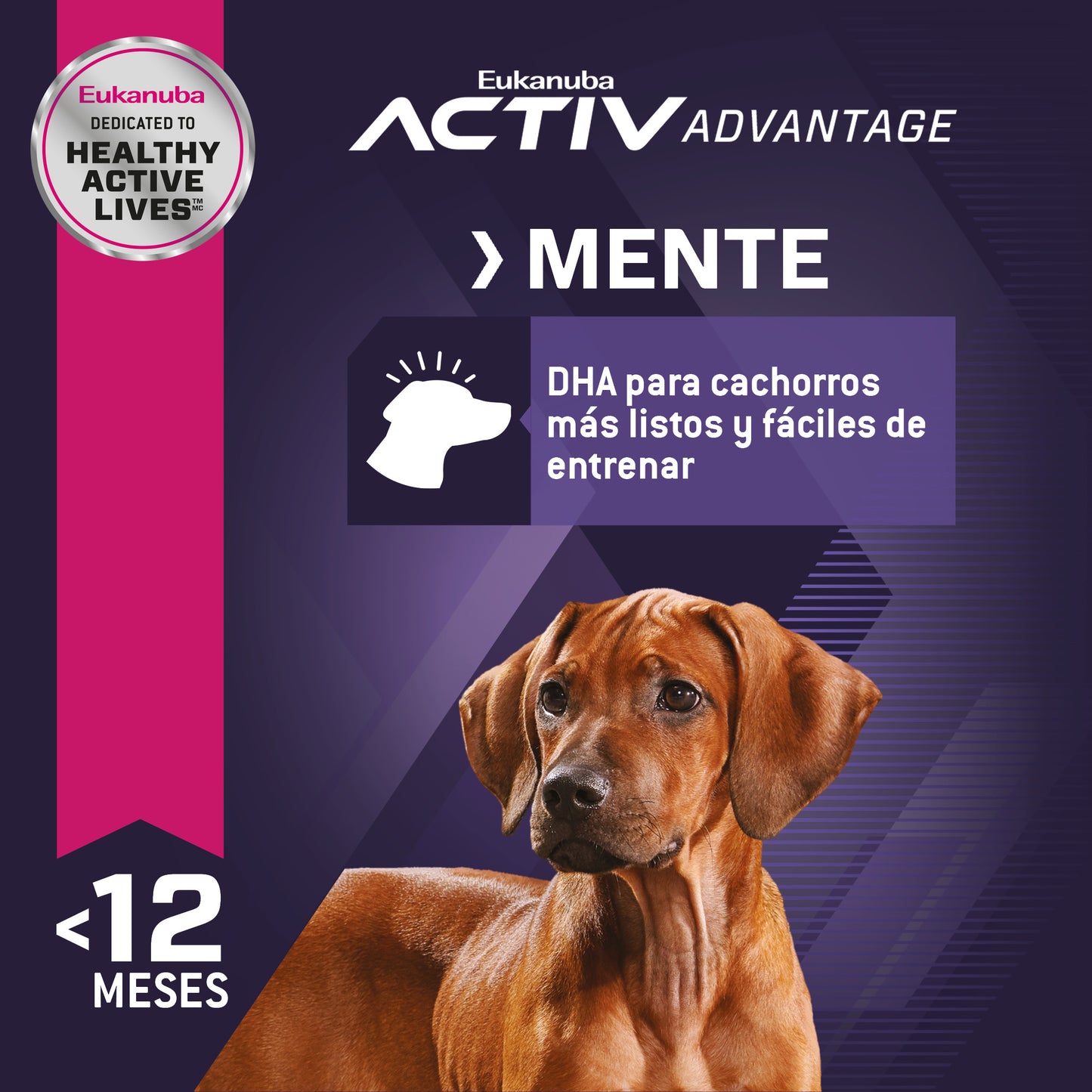 Puppy Large Breed