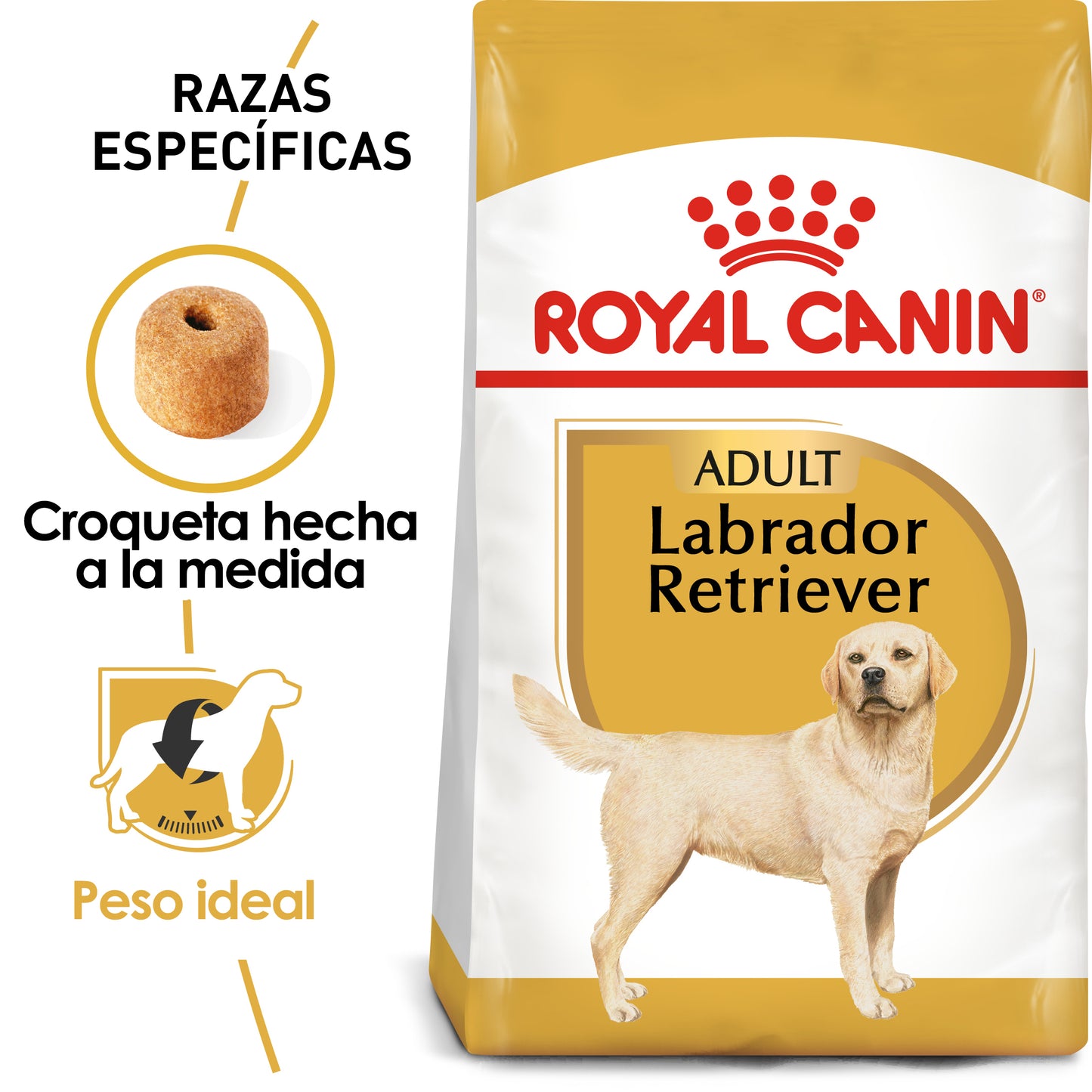 Labrador Retriever Adult