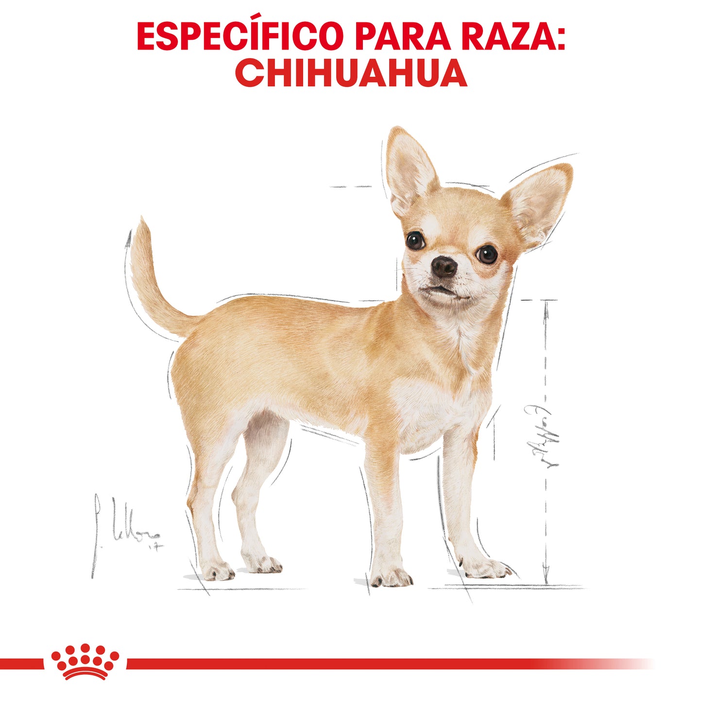 Chihuahua Adult