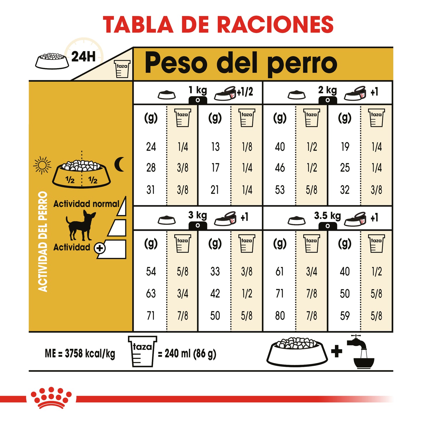 Chihuahua Adult