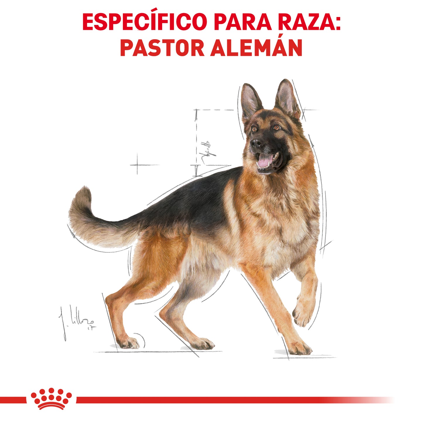 German Shepherd Adult 13.6 kg