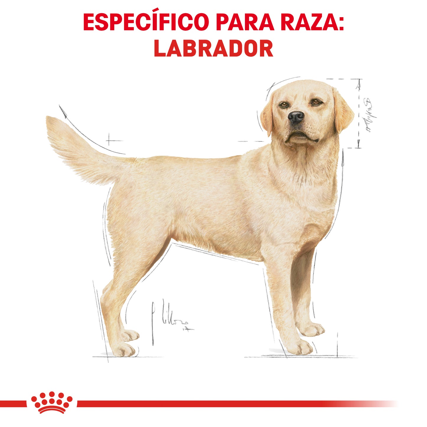Labrador Retriever Adult