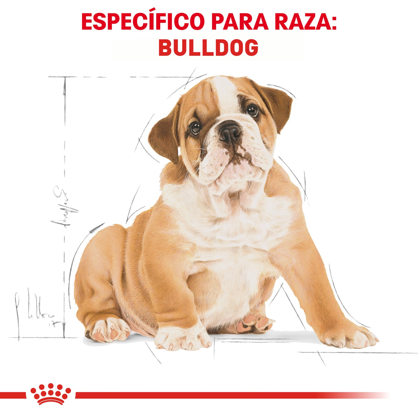 Bulldog Puppy
