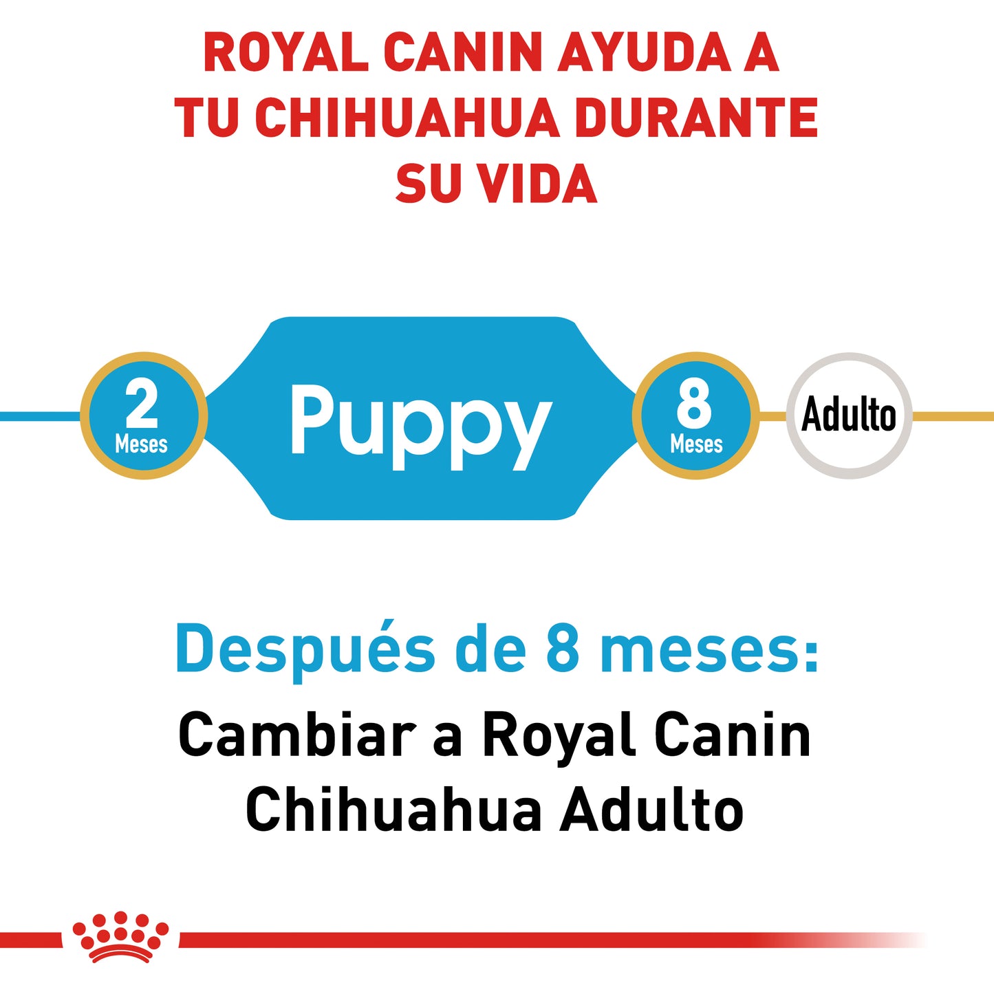 Chihuahua Puppy 1.1 kg