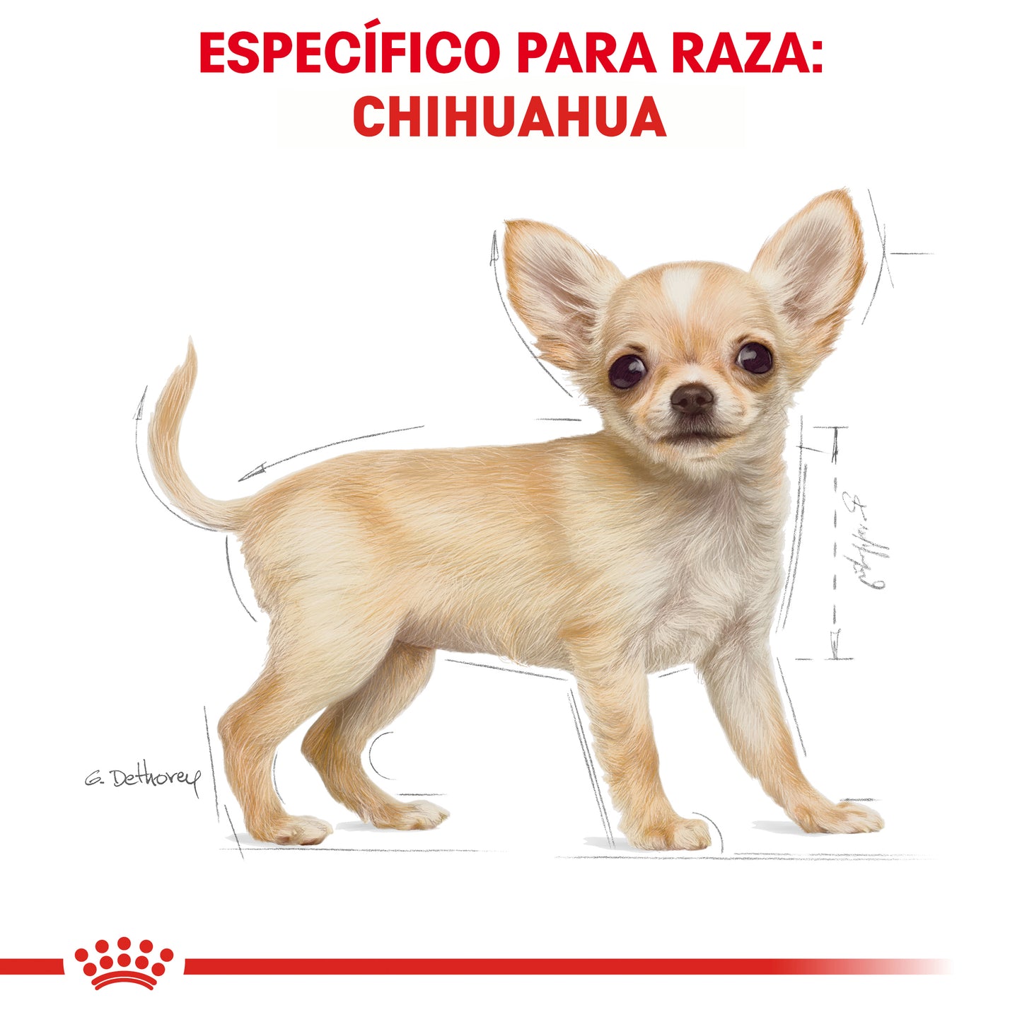 Chihuahua Puppy 1.1 kg