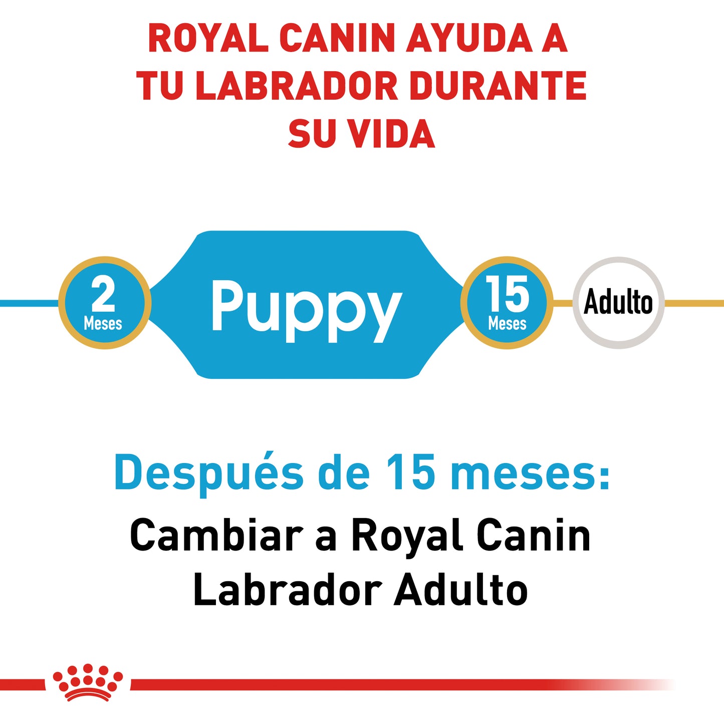 Labrador Retriever Puppy 13.6 kg