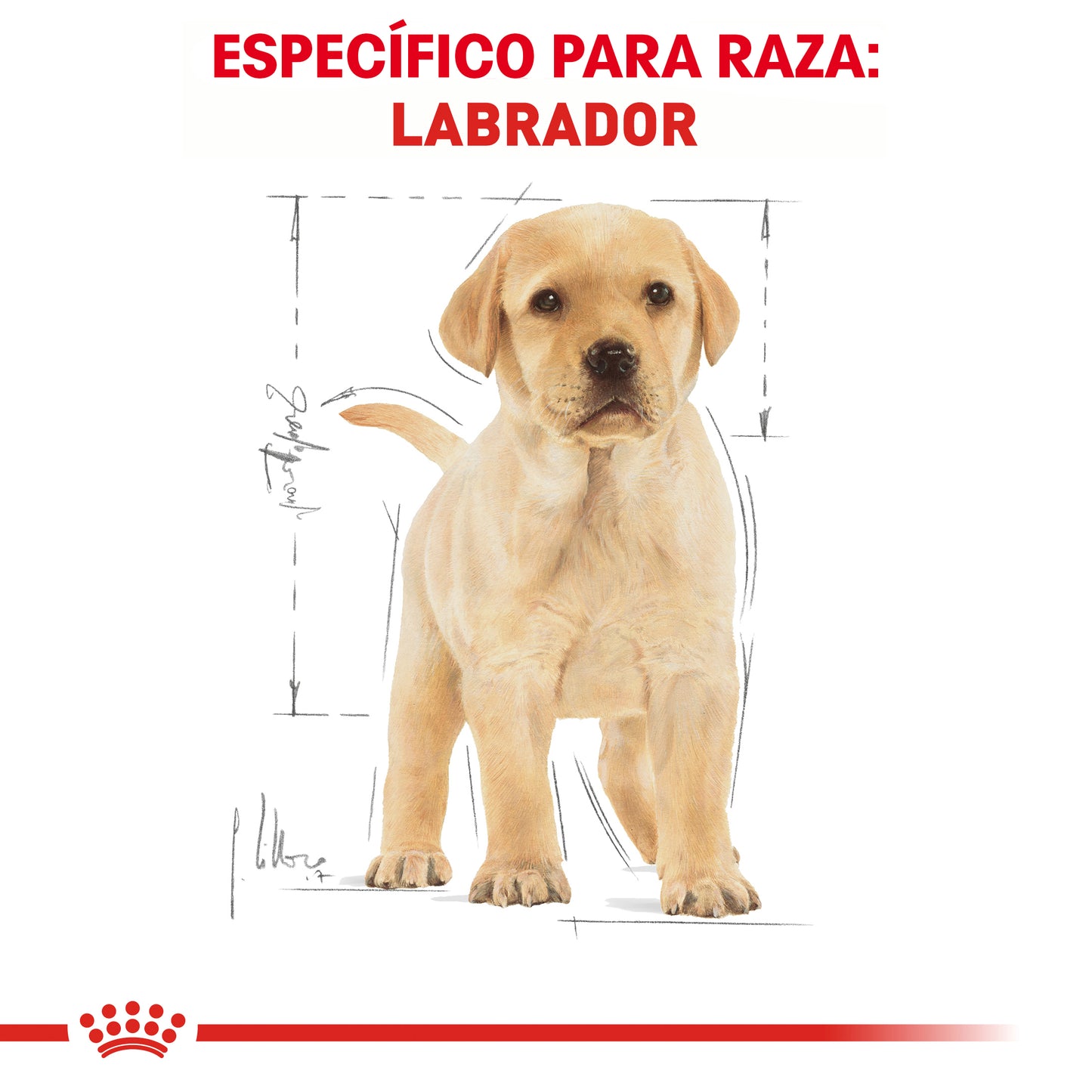 Labrador Retriever Puppy 13.6 kg