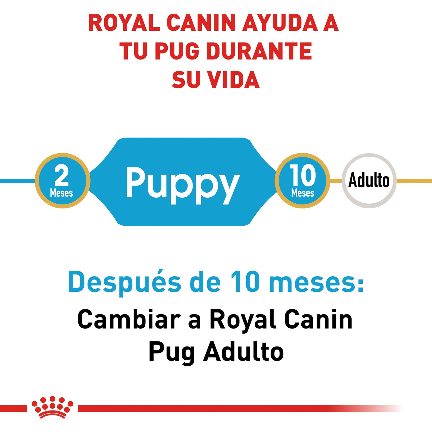 Pug Puppy 1.1 kg