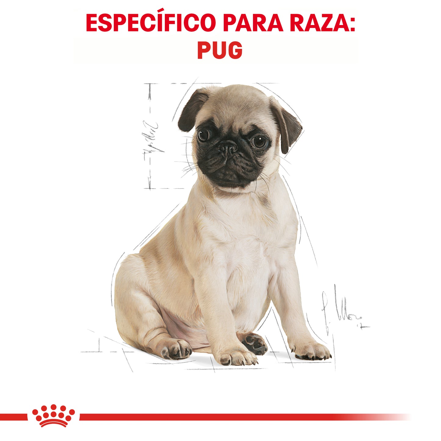 Pug Puppy 1.1 kg