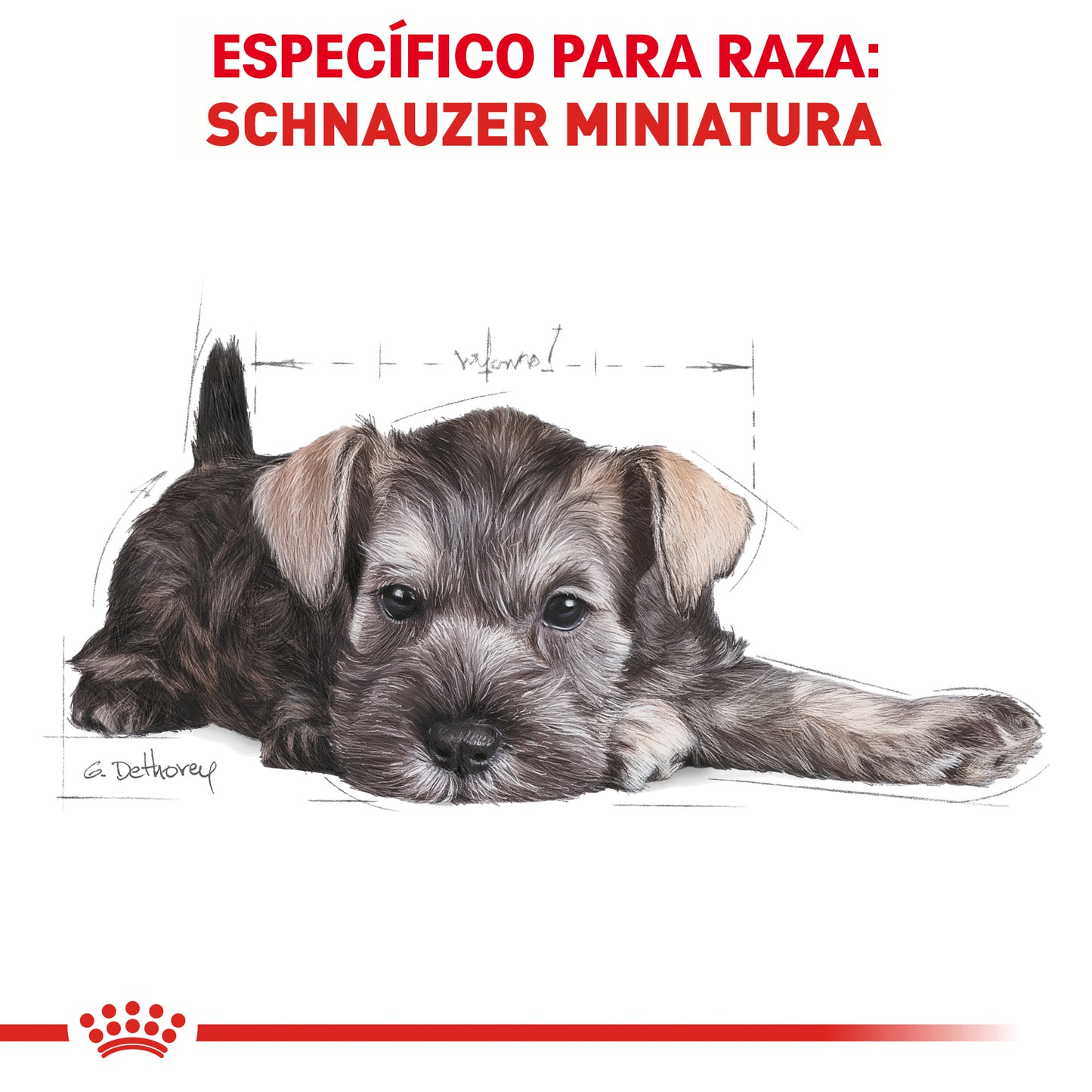 Mini Schnauzer Puppy 1.1 kg