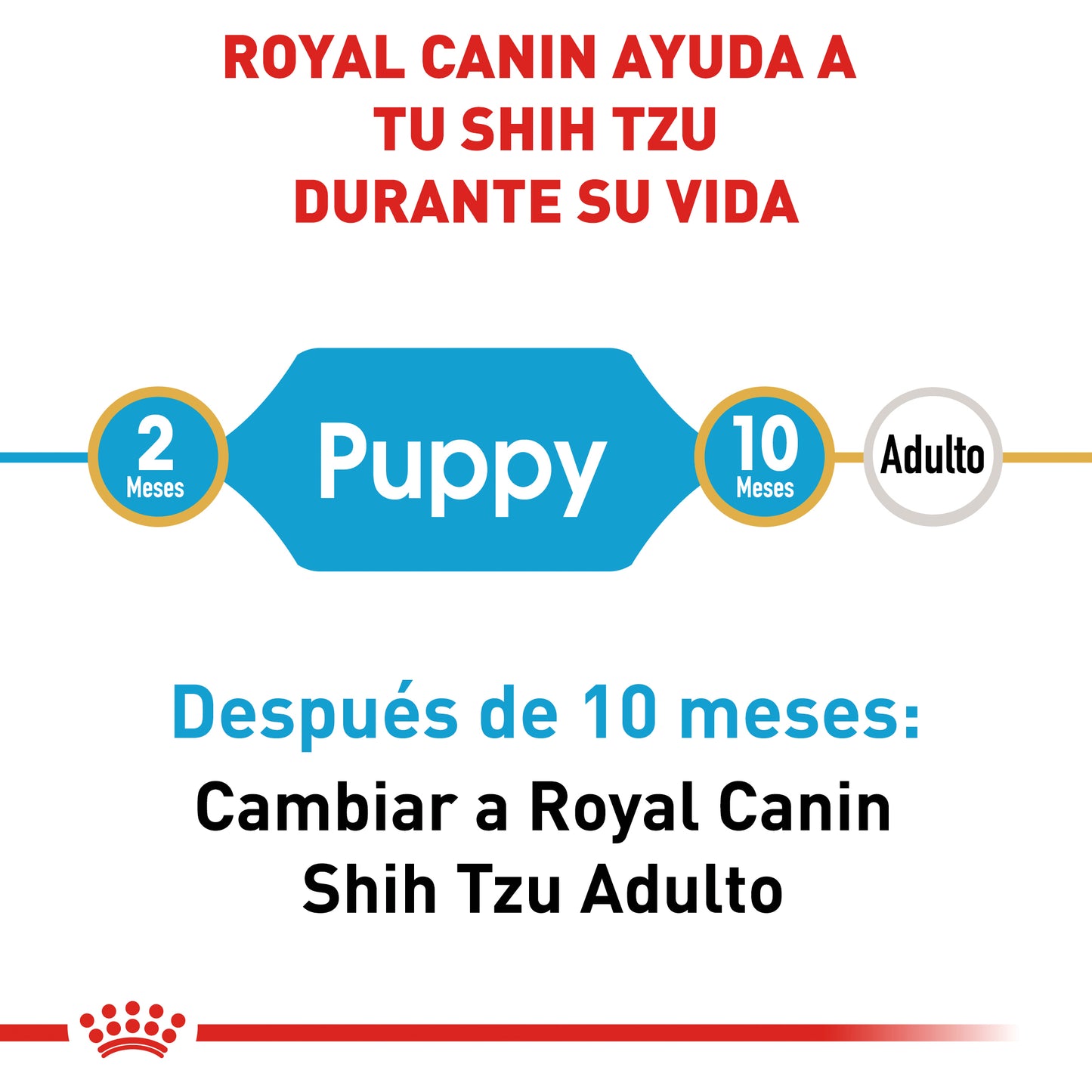 Shih-Tzu Puppy 1.1 kg