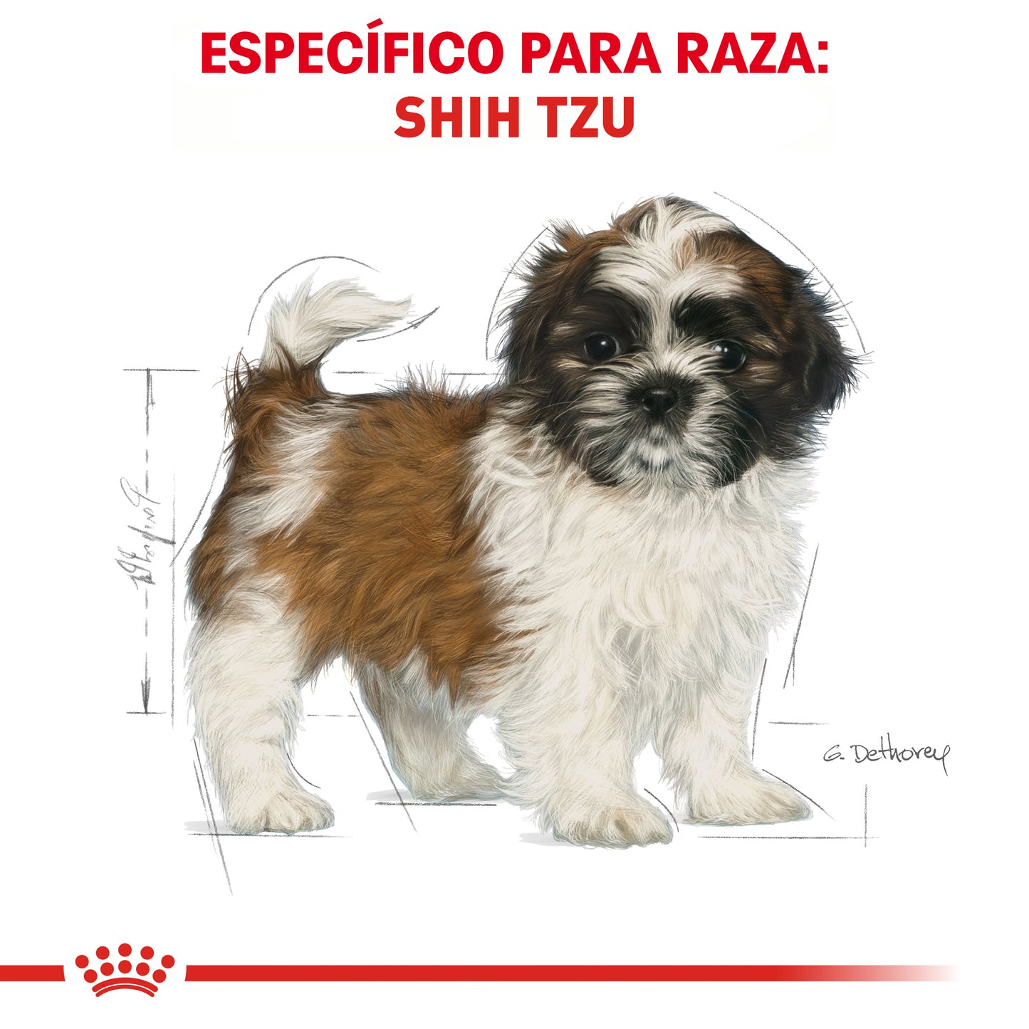 Shih-Tzu Puppy 1.1 kg