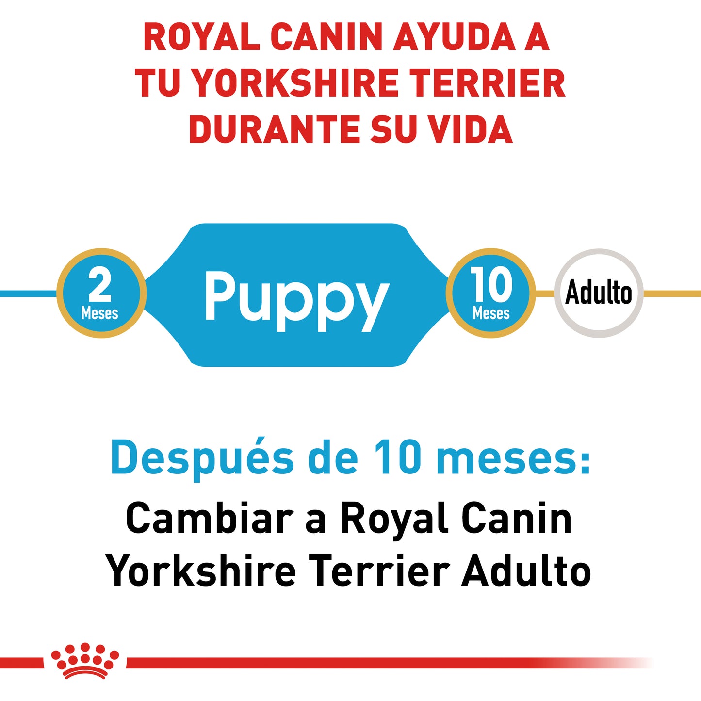Yorkshire Puppy 1 kg
