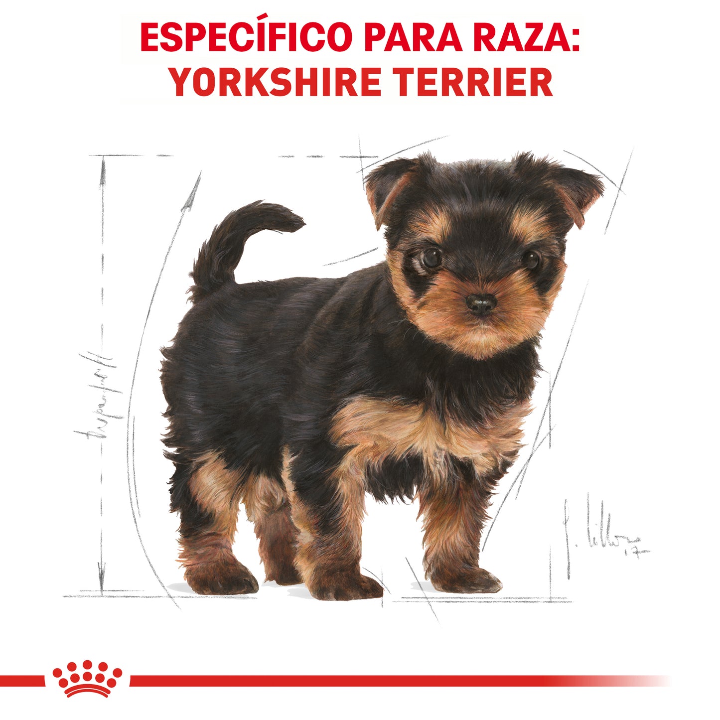 Yorkshire Puppy 1 kg