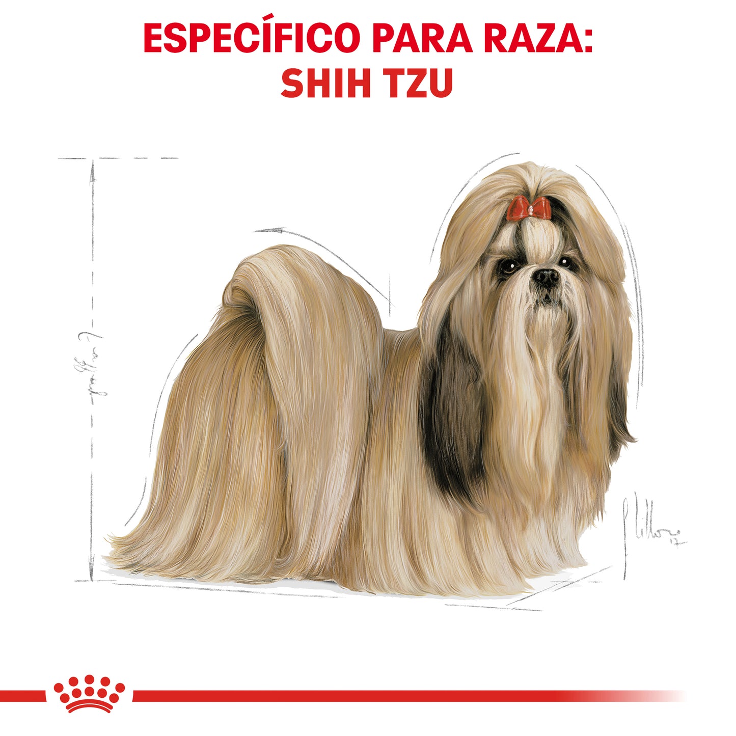 Shih-Tzu Adult
