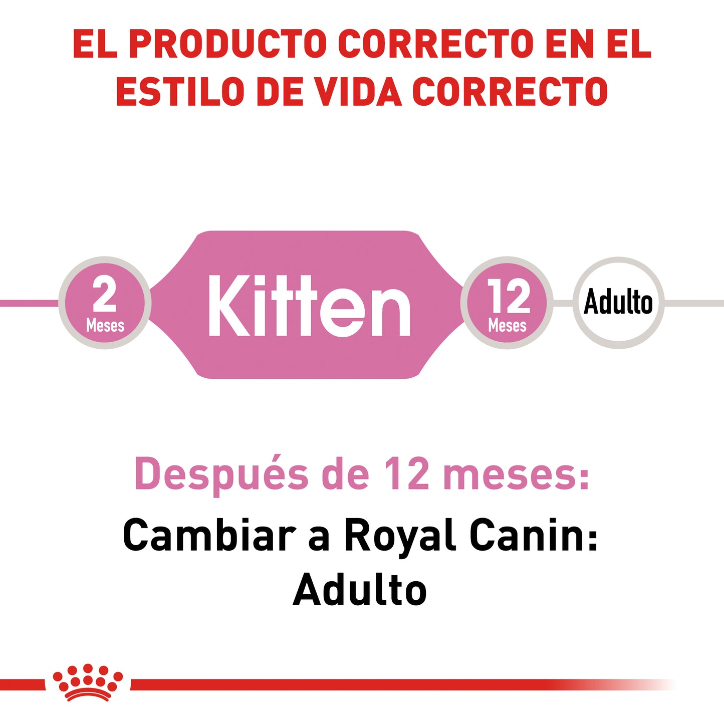 Kitten