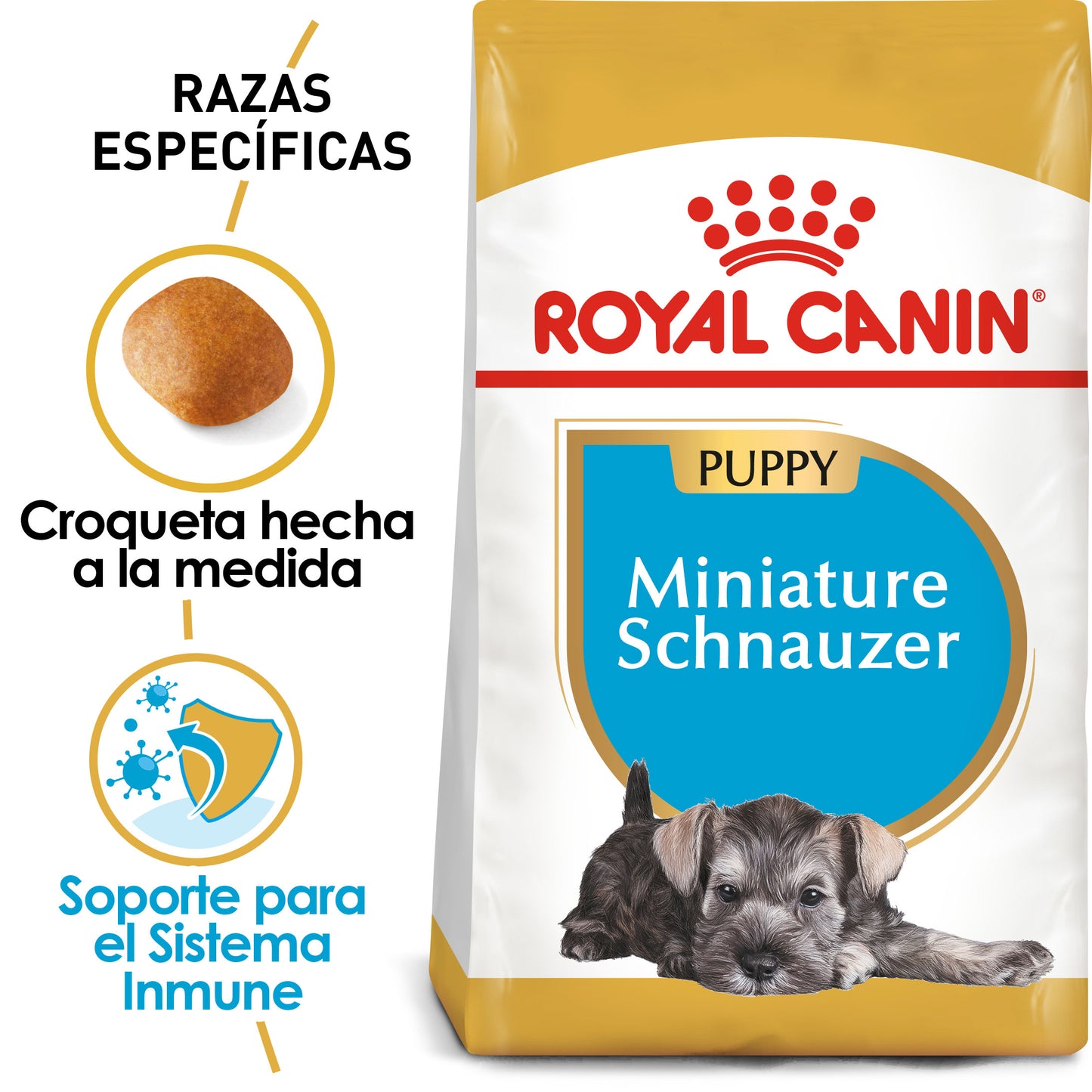 Mini Schnauzer Puppy 1.1 kg