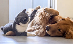 Perros y gatos juntos en casa: 5 consejos para asegurar una convivencia pacífica