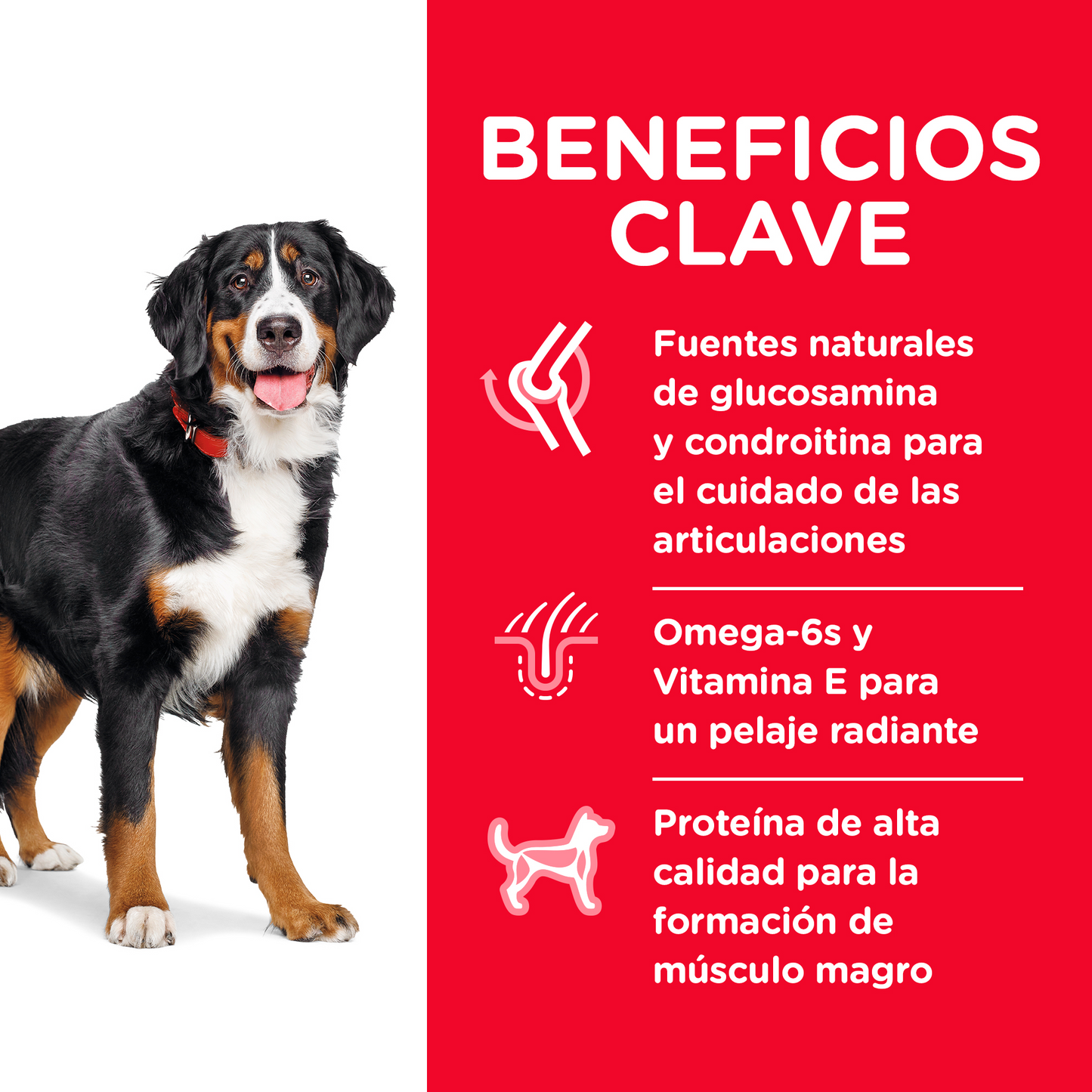 Hill's Science Diet Adult Large Breed