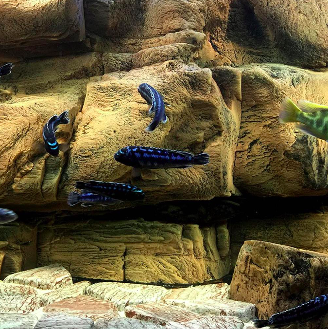 Fondo 3D Malawi Cafe