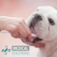 Kit Dental Antisarro Para Perros MS
