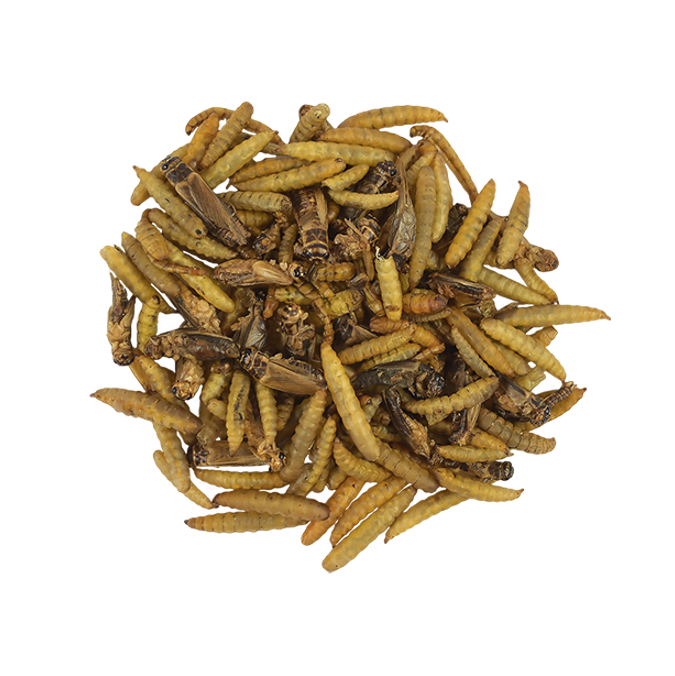 Mezcla De Insectos 34 gr