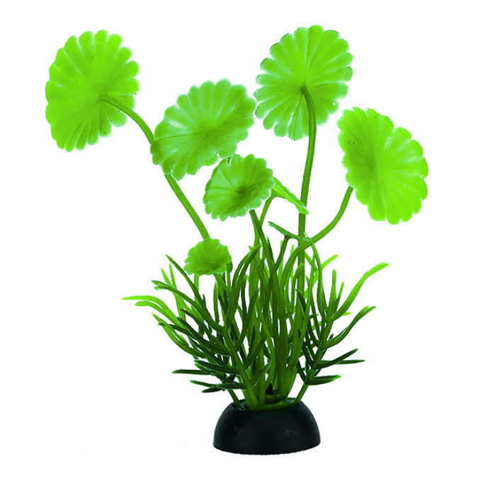 Plantas Para Acuario Lomas