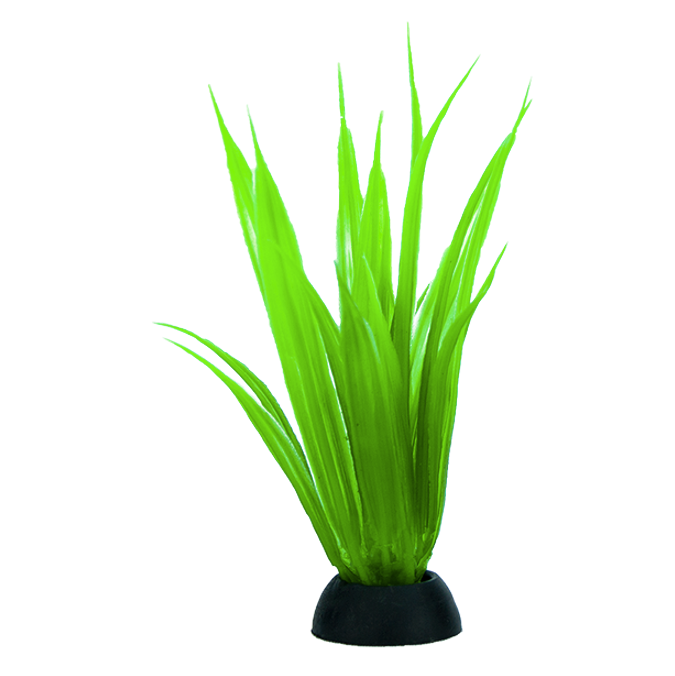 Plantas Para Acuario Lomas