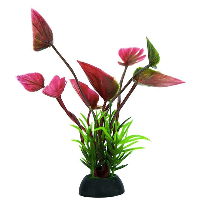 Plantas Para Acuario Lomas