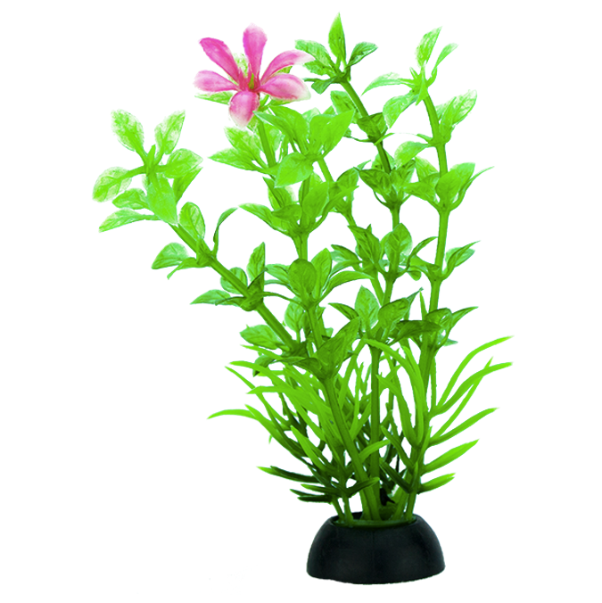 Plantas Para Acuario Lomas