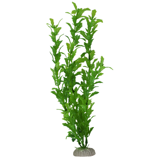 Plantas Para Acuario Lomas