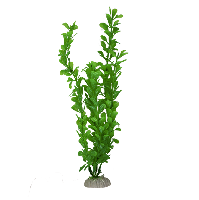 Plantas Para Acuario Lomas