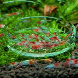 Plato de Cristal Para Alimentar Camarones ISTA