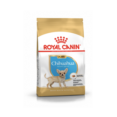 Chihuahua Puppy 1.1 kg