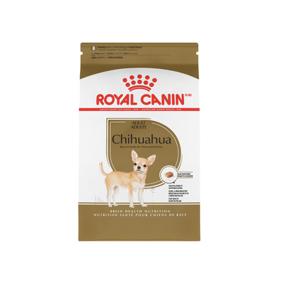 Chihuahua Adult