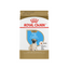 Pug Puppy 1.1 kg