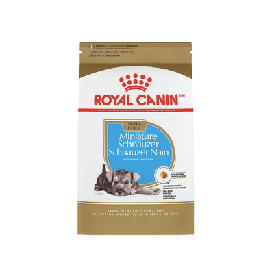 Mini Schnauzer Puppy 1.1 kg