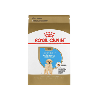 Labrador Retriever Puppy 13.6 kg