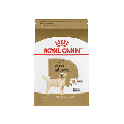 Labrador Retriever Adult