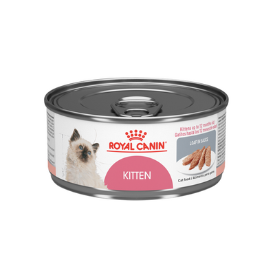Lata Kitten