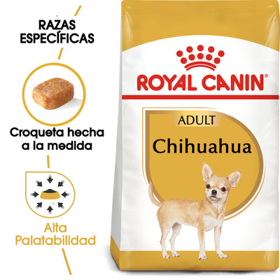 Chihuahua Adult
