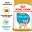 Chihuahua Puppy 1.1 kg